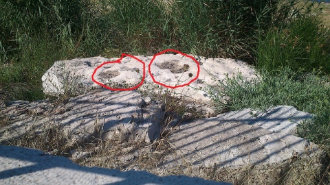 Dinosauri, orme anche nel porto di Bari: �Ma da l� vanno spostate�